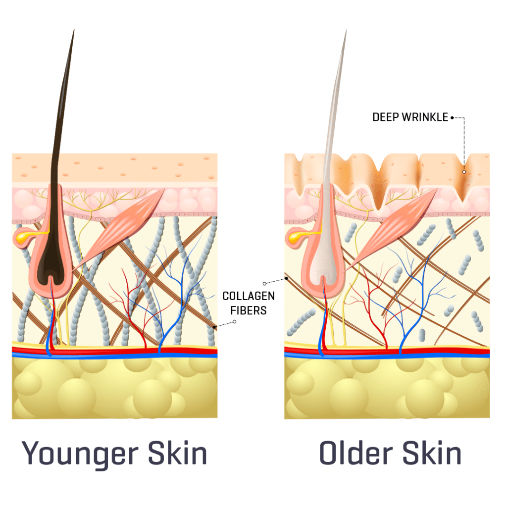 Collagen | Uses, Side Effects & Benefits of Collagen