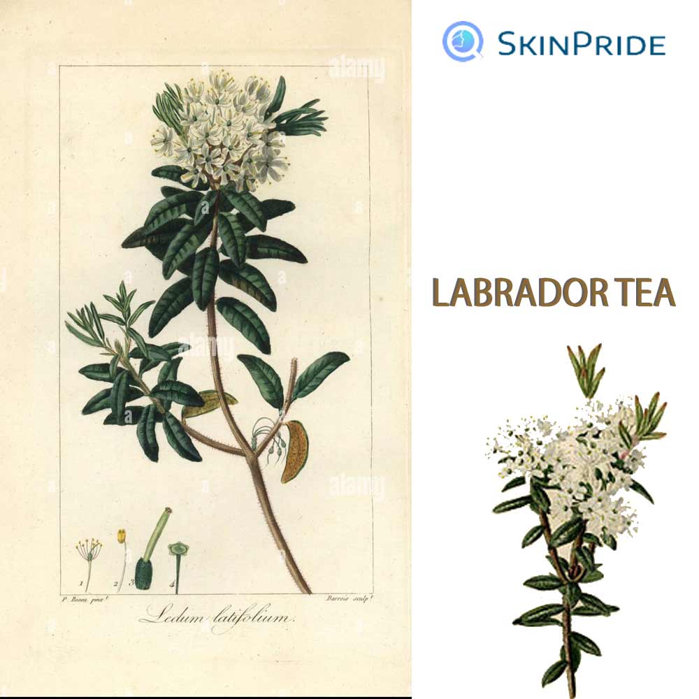 Canadian cosmetic ingredients and SkinPride power for clear, healthy skin-Labrador Tea